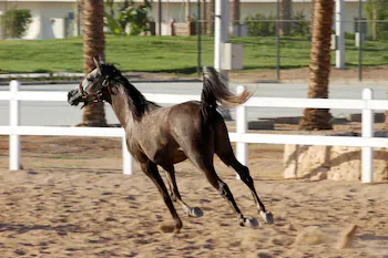 Concorde El Salam Sharm El Sheikh Sport Hotel
                            
                       